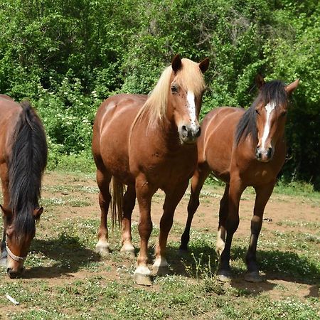 הוילה פלסטרינה Agriturismo Casale Pepe מראה חיצוני תמונה